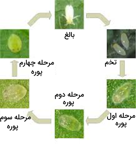 چرخه عمر مگس سفید یا سفیدبالک از تخم تا پوره و بلوغ