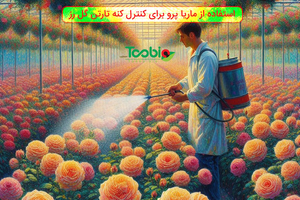 اجرای پایلوت در گلخانه گل رز با هدف کنترل کنه تارتن دونقطه‌ای | ۱۳ تیر ۱۴۰۳