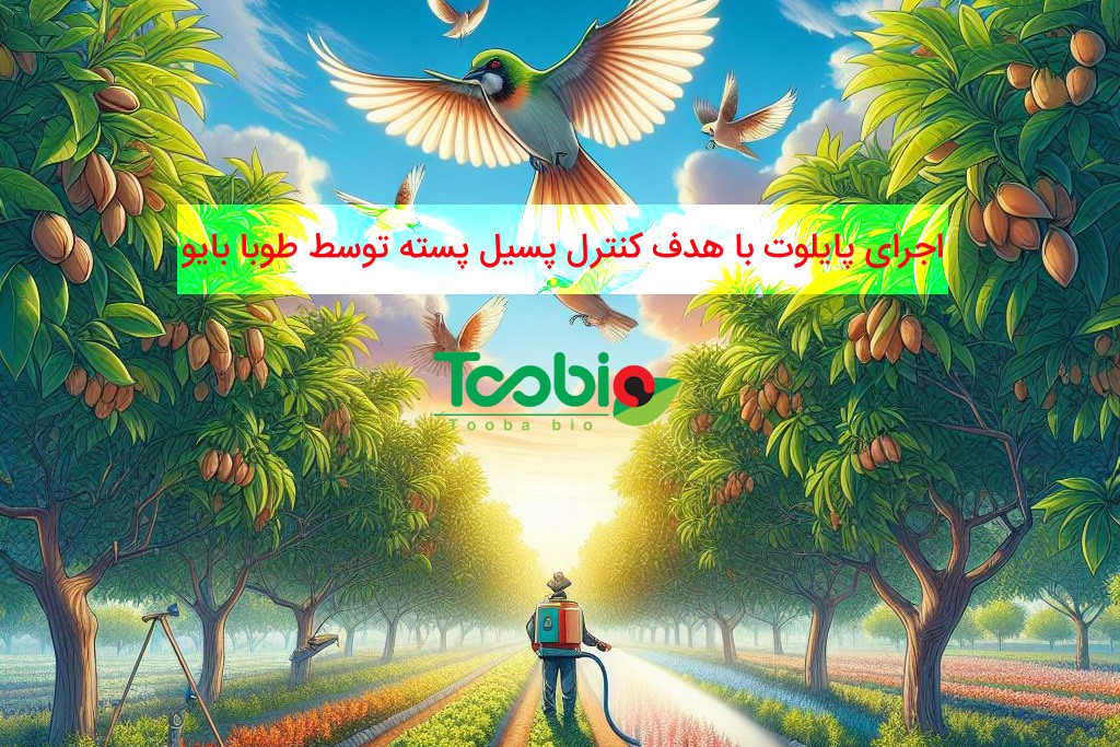 اجرای پایلوت و اعلام رضایت باغدار پسته در آذربایجان شرقی | ۱۳ تیر ۱۴۰۳