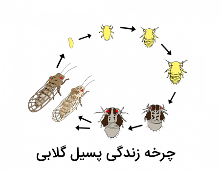 چرخه زندگی پسیل گلابی از تخم تا پوره و بالغ