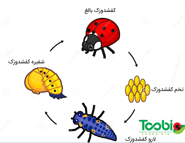 کنترل بیولوژیک آفات با استفاده از کفشدوزک برای کنترل پسیل و سایر آفات