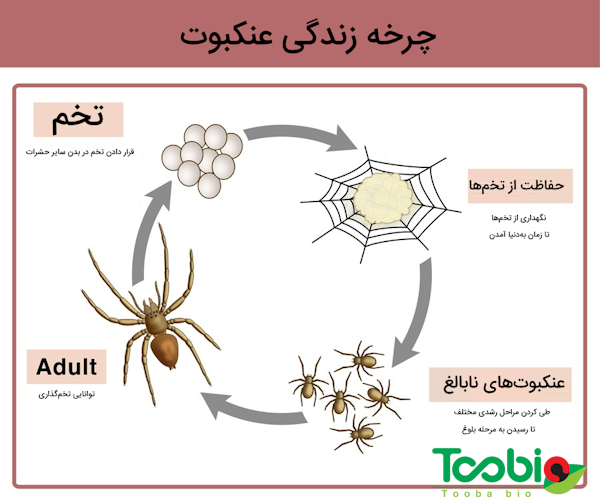 چرخه زندگی عنکبوت برای کنترل آفات 