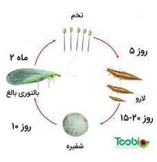 استفاده از بالتوری‌ها برای کنترل آفات 