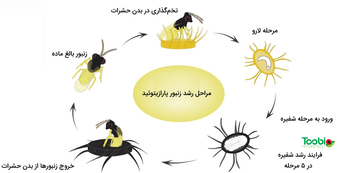 چرخه ۵ مرحله‌ای زندگی زنبور پارازیتوئید 