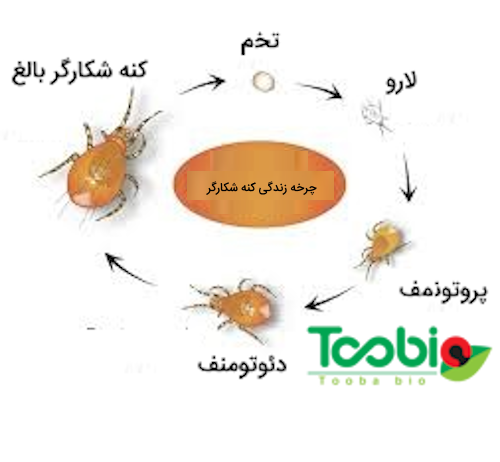 چرخه زندگی کنه‌های شکارگر برای کنترل بیولوژیک آفات