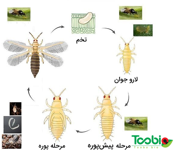 چرخه زندگی سن های شکارگر و دشمنان طبیعی آفات